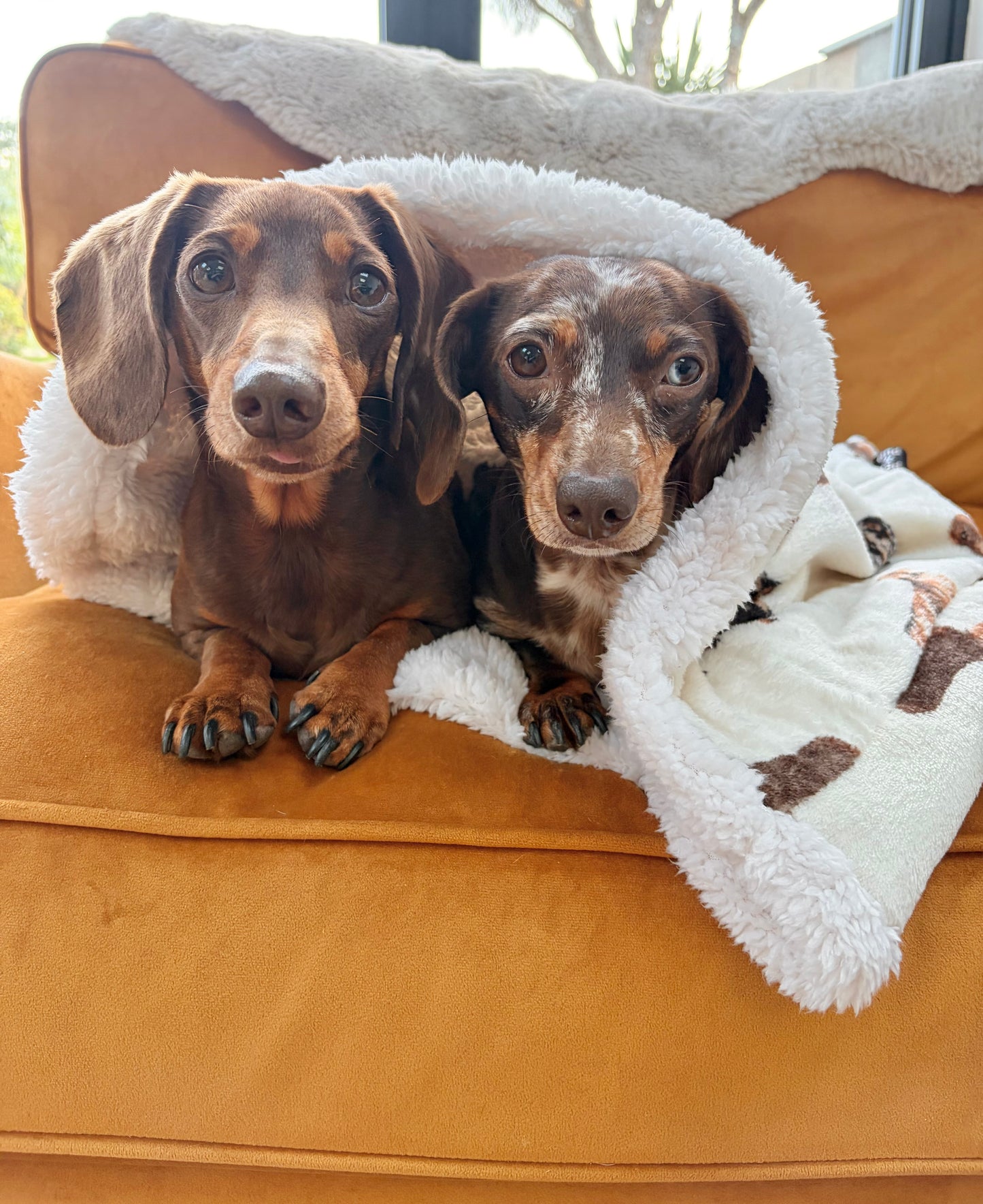 Dachshund Print Pet Snuggle Sack Neutrals