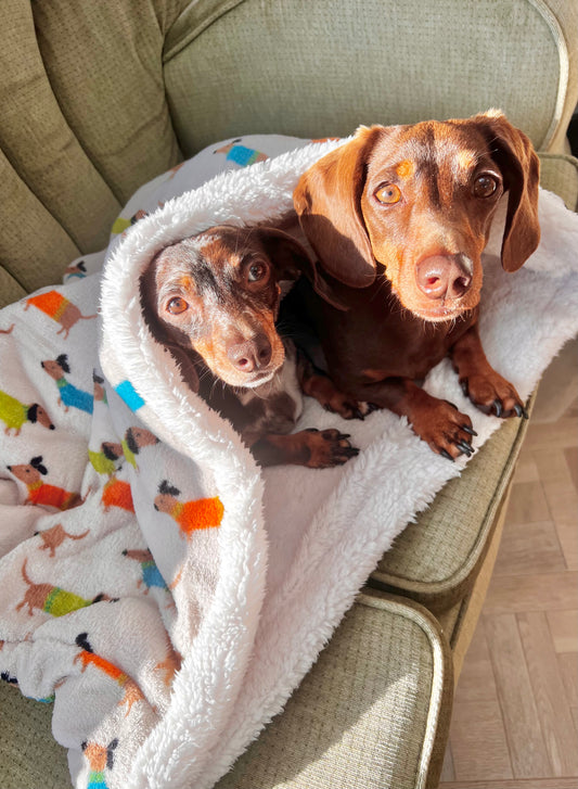 Dachshund Print Pet Snuggle Sack