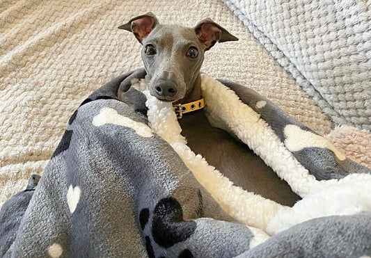 Grey Paw & Bone Pet Snuggle Sack