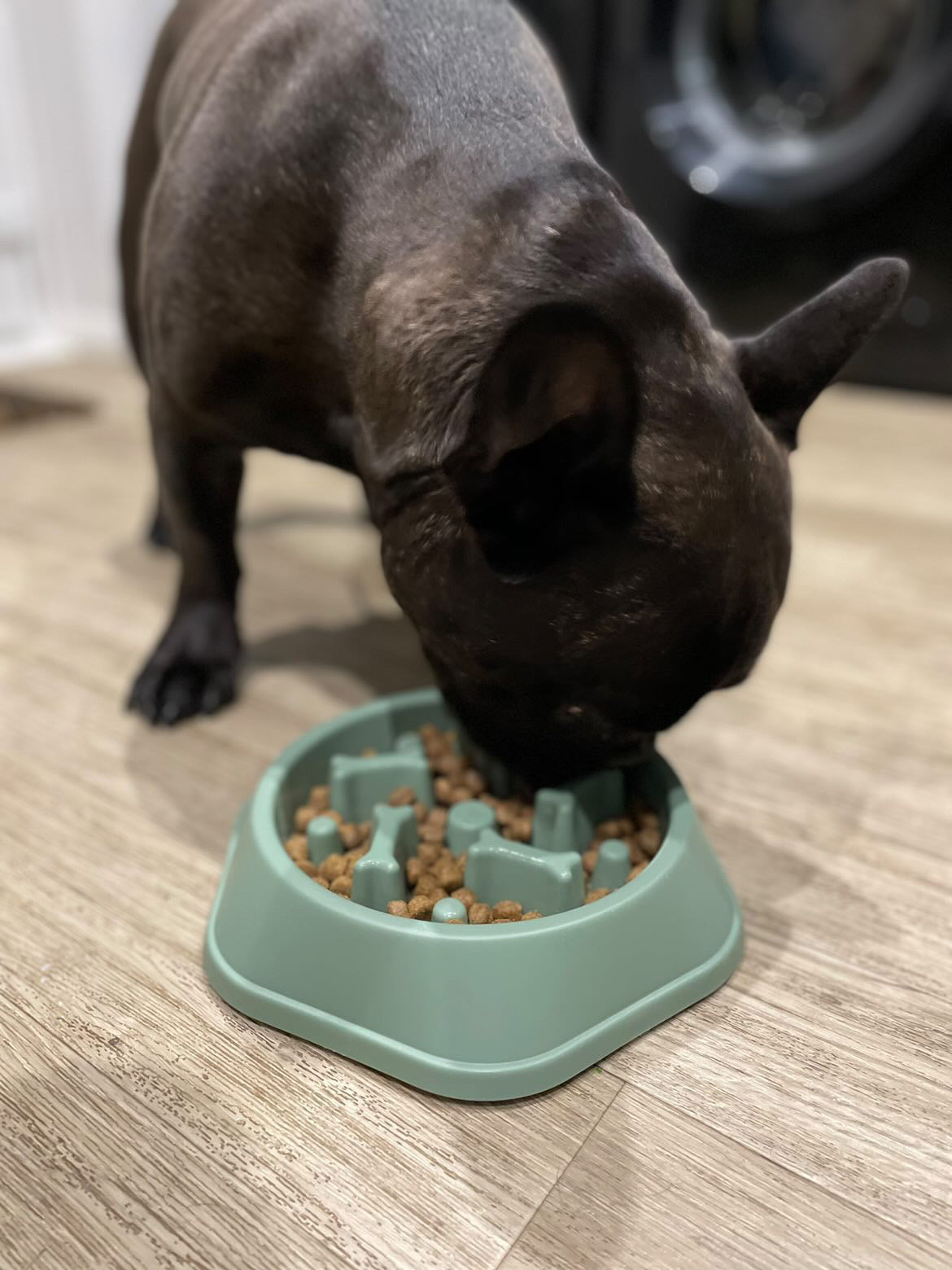 Pet Slow Feeder Bowl