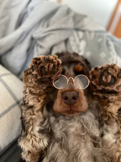 Stylish Pet Sunglasses
