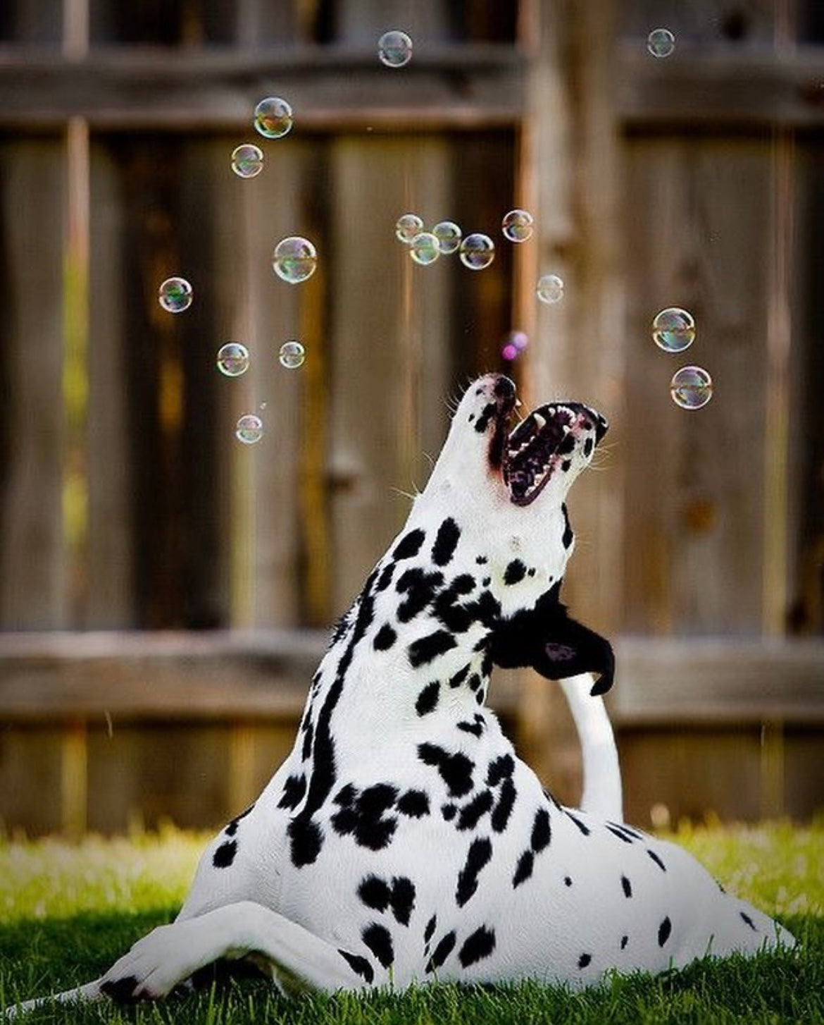 Meaty Bubbles
