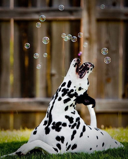Meaty Bubbles