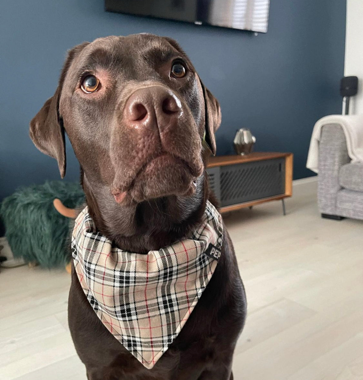 Pep 'n' Pup Furrberry Pet Bandana