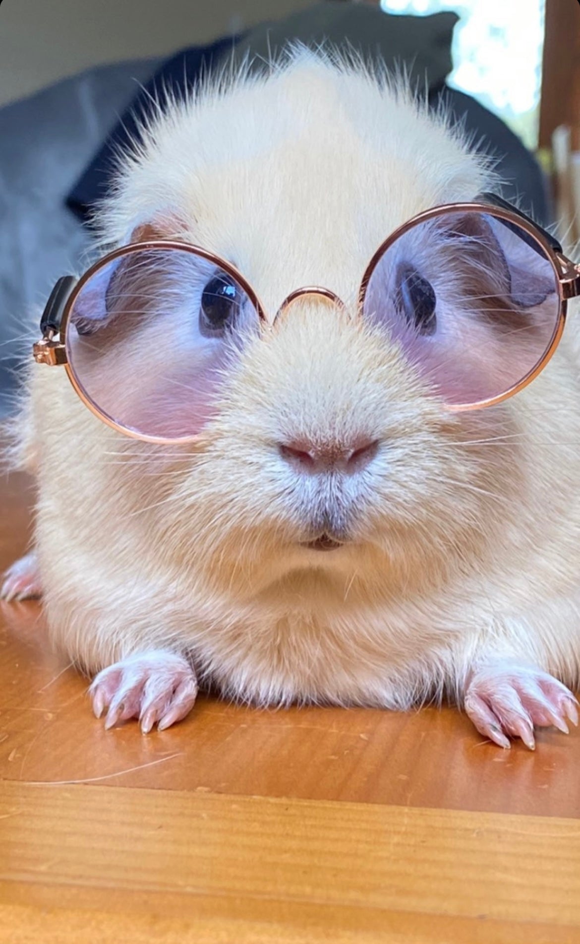 Stylish Pet Sunglasses