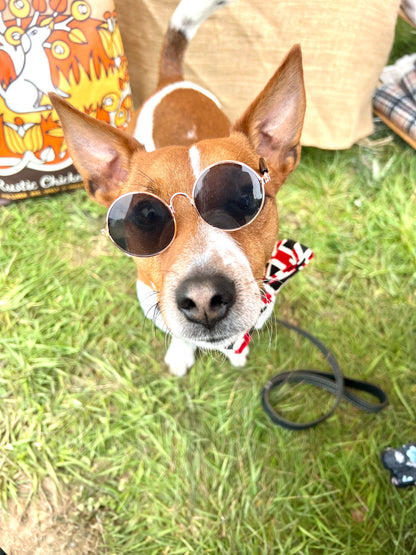 Stylish Pet Sunglasses