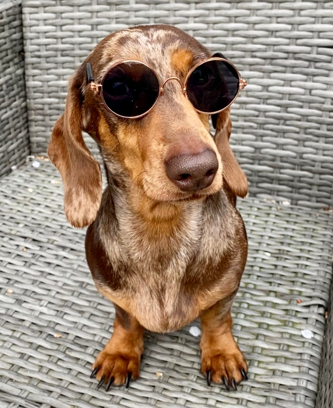 Stylish Pet Sunglasses